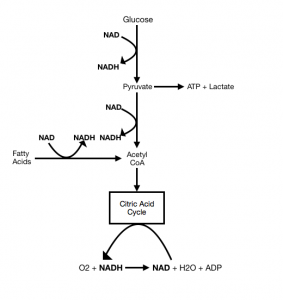 NADH to create ATP