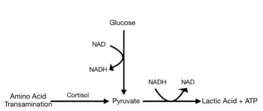 NAD Synthesis