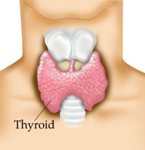 Thyroid Health in Chandler